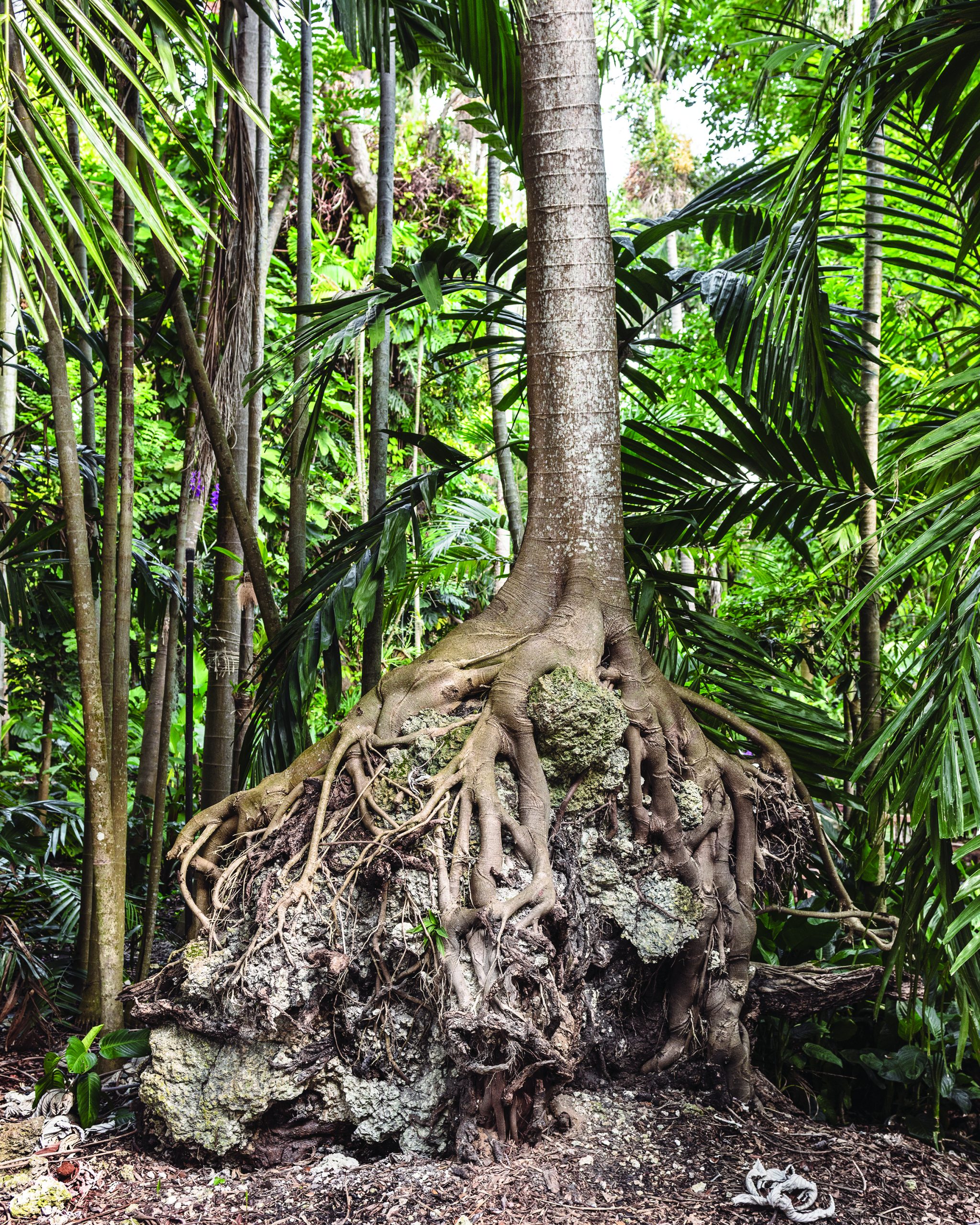 FloodZone, Roots, 2018 - Anastasia Samoylova