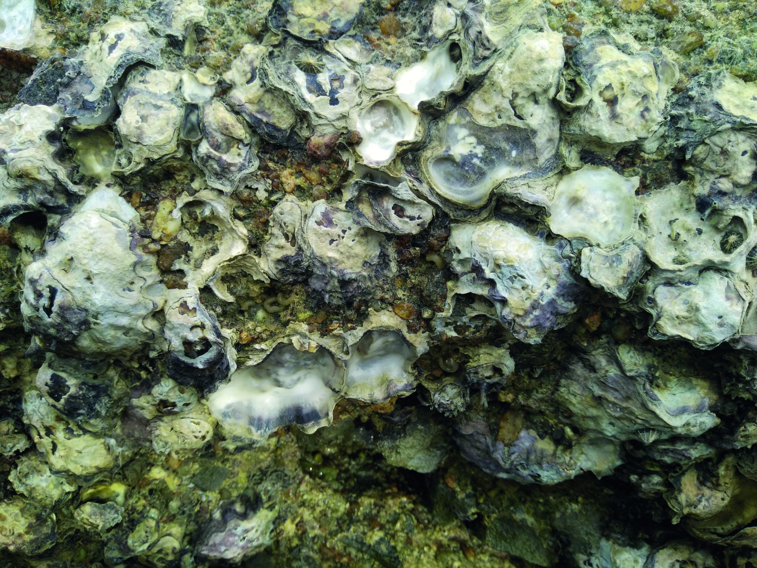 Short bits, North Sea coastline - Ethos 24